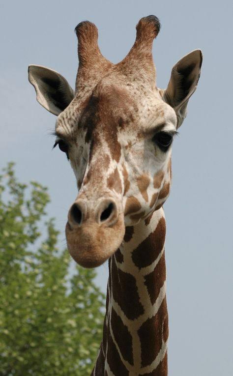 African Animals Photography, Giraffe Photography, Giraffe Pictures, Giraffe Head, Giraffe Art, Baby Giraffe, Arte Animal, Animal Heads, African Animals