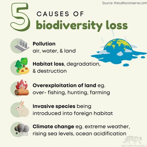 5 Causes of Biodiversity Loss Infographic Environmental Science Lessons, Biodiversity Loss, Environmentally Friendly Living, Biodiversity Conservation, Science Words, Science Club, Teacher Boards, Environmental Education, Circular Economy