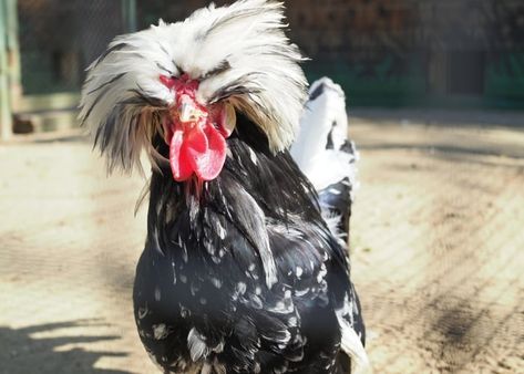 15 Best Chicken Breeds to Keep Together for Backyard Flock - White Chicken Breeds, Chickens Backyard Breeds, Homemade Chicken Feed, Black And White Chicken, Dominique Chickens, Best Chicken Breeds, Barred Rock Chickens, Sussex Chicken, Cochin Chickens