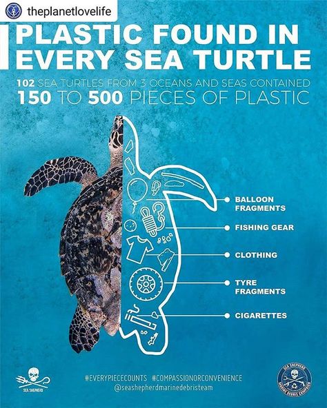 ATTENTION!!!! recent research study of over 100 sea turtles from 3 different oceans found that 100% of the turtles studied had consumed various types of plastic. . .  It's hard to give up something we've been so accustomed to. But the reality is if we don't try and make that change then our kids and their kids will be in danger of missing out on such beautiful creatures nature has afforded us to be around. . . : @seashepherd Reusable Products, Plastic Balloons, Marine Pollution, The Turtles, Marine Conservation, Zero Waste Living, Ocean Conservation, Plastic Design, Plastic Pollution