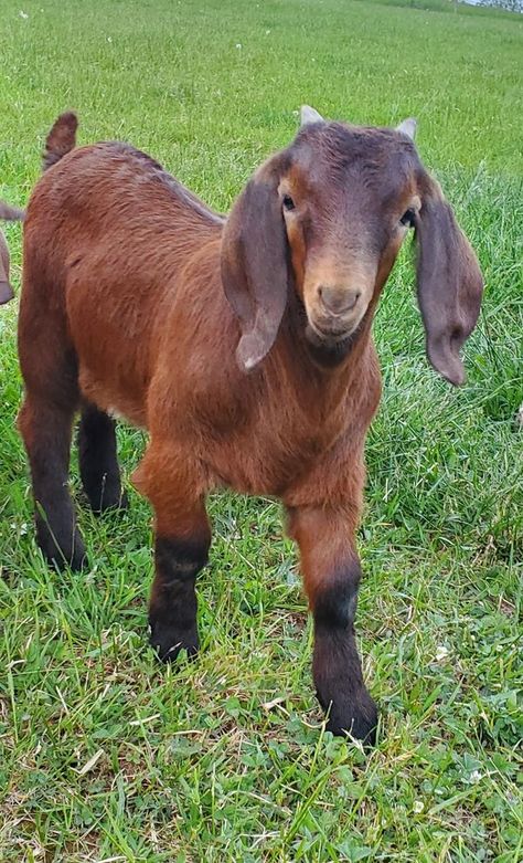 Boer Goats group | Facebook Miniature Donkey, Boer Goats, Showing Livestock, Goat Farming, Goats, Labrador, Sheep, Quick Saves