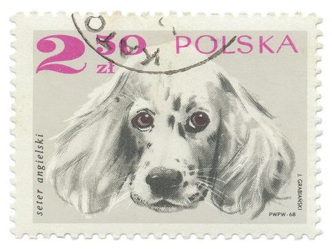 Springer Spaniel Painting - Poland Stamp Iv On White by Wild Apple Portfolio Stamp Collage, Commemorative Stamps, Going Postal, Space Dog, Scrapbook Printing, Animals And Plants, World Stamps, Stamp Printing, English Setter