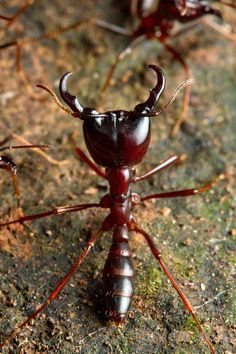 ˚A driver ant soldier - Dorylus Kibale Forest, Uganda Cool Insects, Termite Control, Cool Bugs, A Bug's Life, Beautiful Bugs, Creepy Crawlies, Arthropods, Arachnids, Bugs And Insects