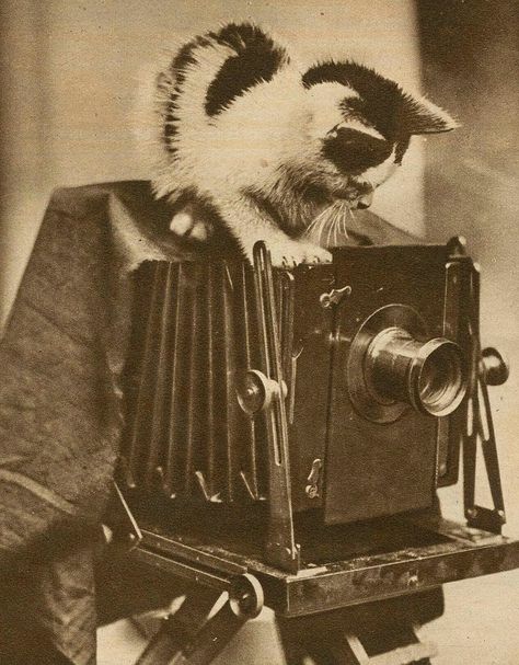 Photos Of Cats, Creepy Vintage, Cat Watch, Vintage Everyday, Old Cats, Retro Cats, Cat Photography, Cat Posters, Antique Photos