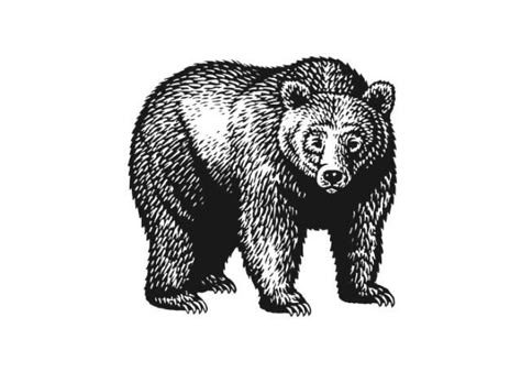 Beer Tattoos, Ink Patterns, Steven Noble, Bear Tattoo Designs, Chest Ideas, Jp Morgan, Bear Tattoos, Bear Drawing, Bear Tattoo