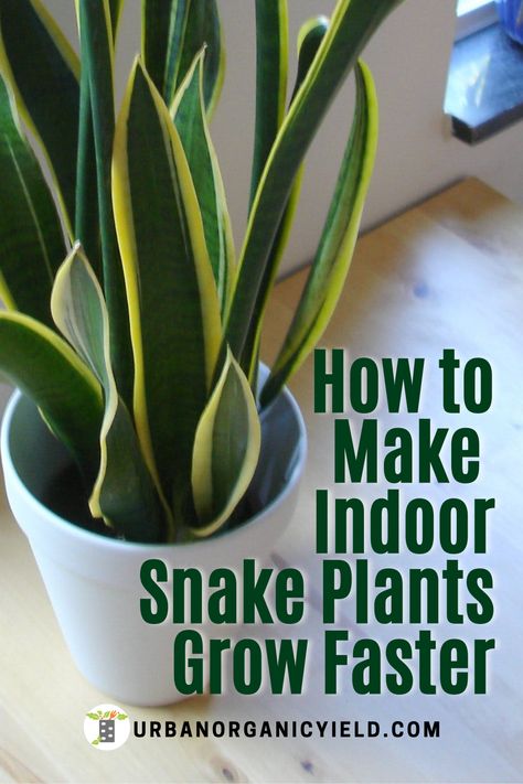 Repotting Snake Plant, Snake Plant Indoor, Plant Diy, Snake Plant Care, Household Plants, Snake Plants, Plant Care Houseplant, Inside Plants, Indoor Plant Care