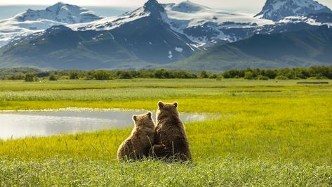 A Guide to Alaska's Katmai National Park Alaskan Brown Bear, Kodiak Island, Katmai National Park, Orange Water, Bay Of Islands, Brown Bears, Everglades National Park, Catching Fish, Joshua Tree National Park