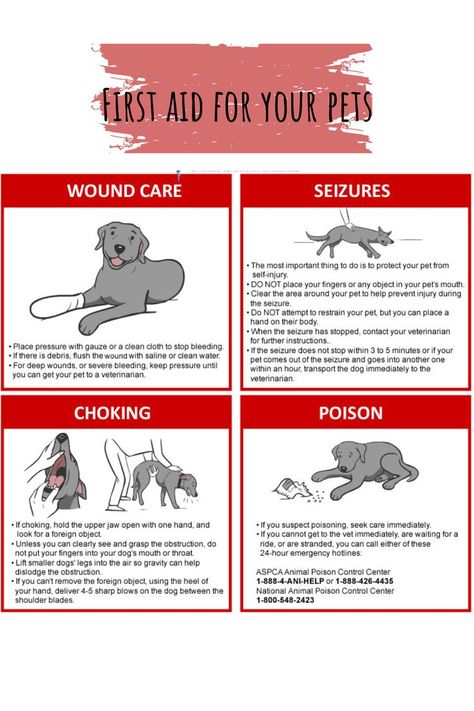 Yorkie Training, Dog First Aid, Pet First Aid, Holistic Dog Care, Dog Infographic, Dog Rescue Stories, Dog Friendly Vacation, First Aid Tips, Emergency First Aid