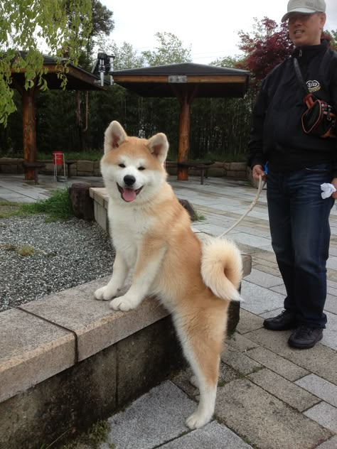 Hachiko Dog, Japanese Dog Breeds, Japanese Dog, Japanese Akita, Chinese Dog, Japanese Dogs, Akita Dog, Super Cute Puppies, Akita Inu