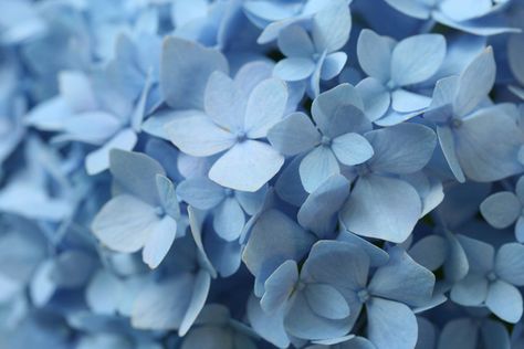 Hydrangea Love & Camera Color Quirks - Creativity for the Soul Photo Bleu, Everything Is Blue, Alice Blue, Baby Blue Aesthetic, Light Blue Aesthetic, Color Personality, Blue Aesthetic Pastel, Color Test, Aesthetic Colors