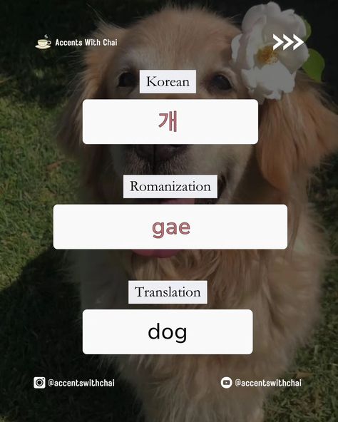 Learn Korean: Pet Animals Edition Learn the names of some of the most common animals we keep as pets 🐾 Do you have a pet at home? If you do, you 🫵🏽 are required to write the Korean word for your pet in the comments below 🥰 . . . . . #petlovers #petloversofinstagram #animalnames #koreanvocabulary #learnkorean #koreanforbeginners #languagelearning #petfun #koreanculture #cutepets #koreanlanguage #peteducation #petnamingfun #instapets #instareels #viralreels #trendingnow #explorepage #reel... Korean Word, Animal Education, Pet Animals, Korean Words, Learn Korean, Korean Language, Animal House, Your Pet, Vocabulary