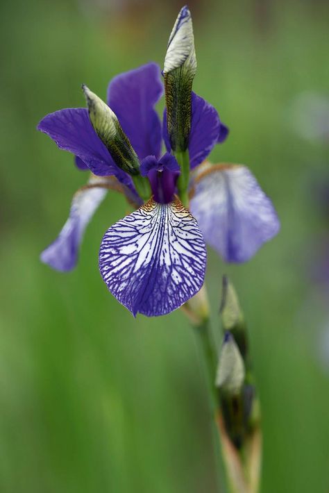 Siberian irises: how to grow Iris Siberica, Spring Flowering Trees, Fast Growing Hedge, Siberian Iris, Iris Rhizomes, Buxus Sempervirens, Taxus Baccata, Box Hedging, Evergreen Hedge