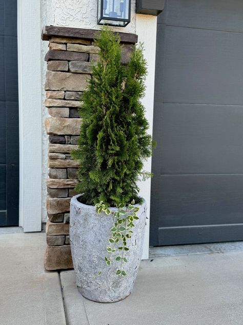 How to Plant Emerald Green Arborvitae Shrubs in Pots - Life Love Larson Arborvitae Companion Plants, Shrubs In Pots, Arborvitae Landscaping, Outdoor Curb Appeal, Vinca Vine, Emerald Green Arborvitae, Summer Beer, Tall Planters, Rain Barrel