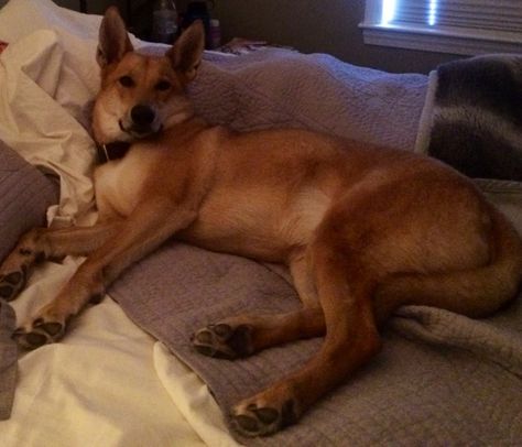 American Dingo / Carolina Dog. Snuggled in bed. American Dingo, Snuggled In Bed, Chinook Dog, Domesticated Animals, Snuggle In Bed, Carolina Dog, Silly Dogs, Different Dogs, Wild Dogs