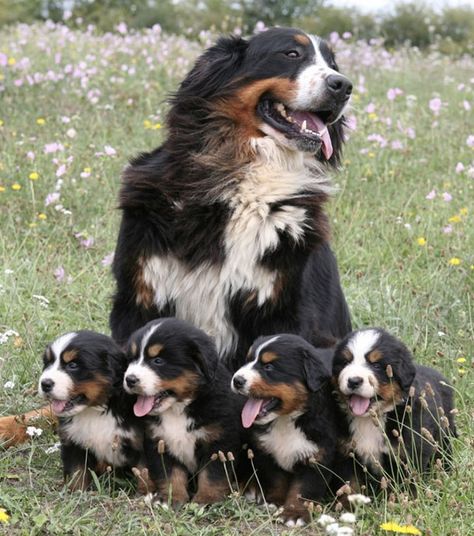 Burnese Mountain Dog, Burmese Mountain Dogs, Bernese Mountain Dog Puppy, Teacup Chihuahua, Australian Shepherd Dogs, Mountain Dog, Bernese Mountain, Cute Dogs And Puppies, Australian Cattle Dog