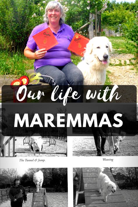 Anita, Grande Daze owner & dog lover, shares when she first fell in love with Maremma Sheepdogs, and why she believes showing them is important Maremma Dog, Maremma Sheepdog, Pyrenean Mountain Dog, Retriever Dog, Mountain Dogs, Our Life, Falling In Love, Dog Lovers, Dogs