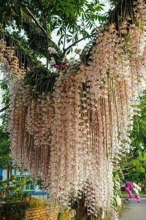 Orchid curtain https://www.houseplant411.com/houseplant/orchids-how-to-grow-care Kaktus Dan Sukulen, Orchids Garden, Unusual Plants, Unusual Flowers, Orchid Care, Orchid Plants, Beautiful Orchids, Rare Flowers, Exotic Plants