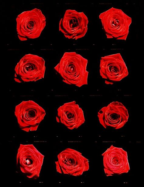 Revolutionary Girl Utena, Dozen Roses, Wallpaper Project, Red Aesthetic, Favorite Color, Red Roses, Mood Board, Art Inspiration, Roses