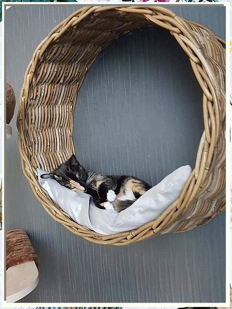 Looking for creative cat bed ideas for your feline friend? Check out these 8 unique and cozy options to keep your kitty happy and comfortable. From DIY projects to stylish store-bought options, there's something here for every cat lover. Give your furry friend the purr-fect place to nap and relax with these cat bed ideas. Cat Bed Ideas, Amazon Bedding, Cat Purr, Cat Beds, Luxurious Bed, Stylish Beds, Like A Cat, Bed Ideas, Cat Sleeping