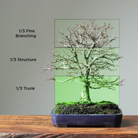 Zelkova serrata (Japanese Grey Bark Elm) are a deciduous tree with smooth bark and delicate branching that are prized in bonsai Forest for their winter silhouettes. They are typically grown as broom-style trees from small to medium size; and rarely into large bonsai. Zelkova are also particularly well-suited to creating small bonsai forests, bonsai copse, […] Zelkova Bonsai, Bonsai Design, Elm Bonsai, Bonsai Forest, Bonsai Techniques, Bonsai Soil, Climb Trees, Bonsai Art, Cold Frame