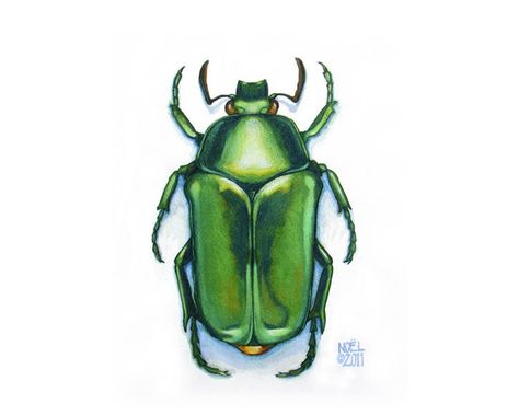 Beetle Beetle Drawing, Beetle Tattoo, Beetle Art, Bug Art, Watercolor Pictures, Beautiful Bugs, Desenho Tattoo, Insect Art, Scientific Illustration