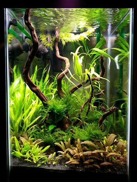 Column Fish Tank Ideas, Plant Aquarium Ideas, Vertical Fish Tank, Vertical Aquarium, Live Plant Aquarium, Aquarium Home Decor, Aquarium Home, Plant Aquarium, Fish Aquarium Decorations