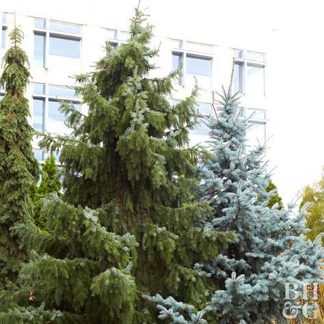 'Bruns' Serbian spruce Picea omorika Evergreen Trees For Privacy, Lemon Tree From Seed, Garden Hacks Diy, Fast Growing Evergreens, Spruce Trees, Outdoor Grill Station, Citrus Plant, Tree Seedlings, Court Yard