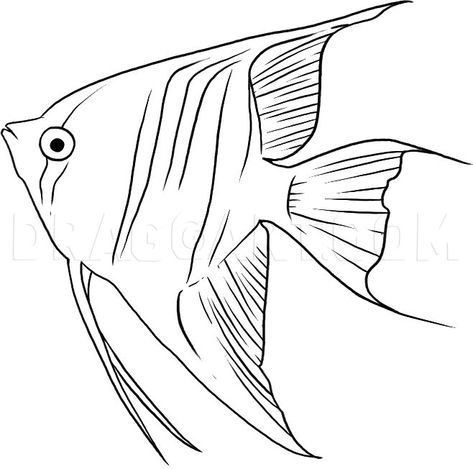 Drawing Tuts, Fish Outline, Drawn Fish, Fish Coloring Page, Watercolor Fish, Fish Drawings, Angel Fish, Outline Drawings, Guided Drawing