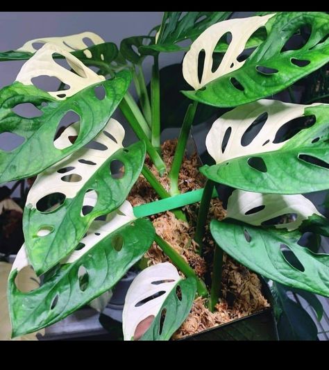 #monstera #monsteraadansonii #variegata Monstera Adansonii, Plant Leaves, Plants