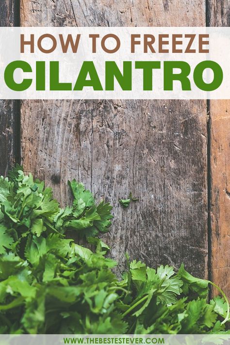 Freeze Cilantro, Freezing Cilantro, Freezing Fresh Herbs, Preserve Fresh Herbs, Freezing Vegetables, Freezing Fruit, Cilantro Recipes, Freezing Herbs, Drying Cilantro