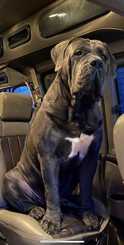 Gray Cane Corso, Kane Corso, Neo Mastiff, Cane Corso Mastiff, Italian Mastiff, Mastiff Breeds, Cute Small Dogs, Cane Corso Dog, Corso Dog