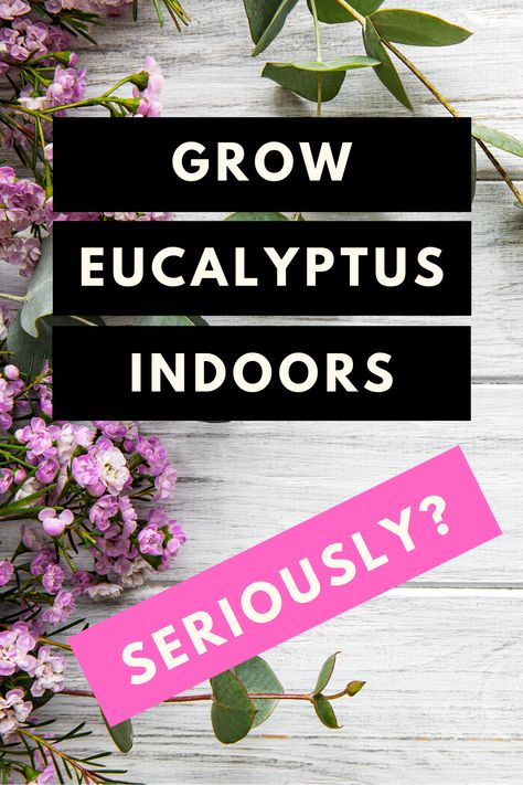 Grow Eucalyptus Indoors, Eucalyptus Plant Care, Eucalyptus Plant Indoor, Houseplant Guide, Grow Eucalyptus, Eucalyptus Plant, Plant Hacks, Inside Plants, Growing Plants Indoors