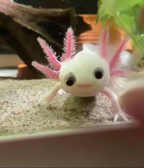 Funny & cute ❤️ #aquadecor #3dbackgrounds [Video] | Axolotl pet, Cute animal photos, Cute funny animals Axolotl Real Life, Axolotl Tank Ideas Aquarium, Gfp Axolotl, Axolotl Tank Ideas, Baby Axolotl, Axolotl Tank, Fish Cute, Axolotl Cute, Cute Axolotl