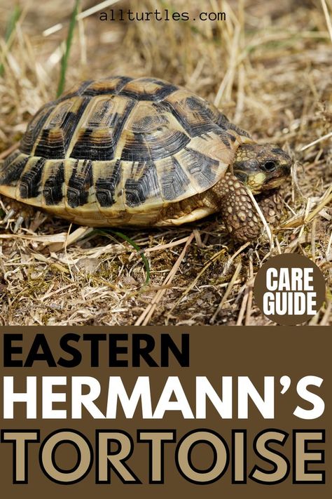 Hermann Tortoise, Sea Turtle Nest, Freshwater Turtles, Tortoise House, Loggerhead Sea Turtle, Turtle Habitat, Turtle Pond, Green Sea Turtle, Green Turtle