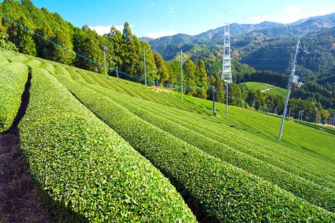 Uji, Japan | Tour Matcha Tea Fields, UNESCO Sites - Daytrips from Kyoto Uji Japan, Best Matcha, Japanese Decor, Farm Tour, Matcha Tea, Blossom Trees, Booking Hotel, Gorgeous View, Beautiful Hotels