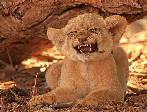 Lion Cubs, Funny Animal Photos, Cute Lion, Lion Guard, Lion Cub, Baby Lion, Cute Wild Animals, A Lion, African Animals