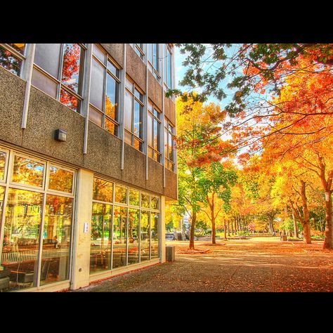 UVic in the Fall. Uvic Campus, University Of Victoria, Vision Bored, Victoria Bc, In The Fall, The Fall, Adventure Travel, The Past, University