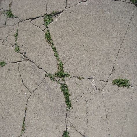 Concrete Photography, Concrete Aesthetic, Man Vs Nature, Cracked Concrete, Apocalypse Aesthetic, Philosophy Of Science, Growth And Decay, Nature Collage, Concrete Art