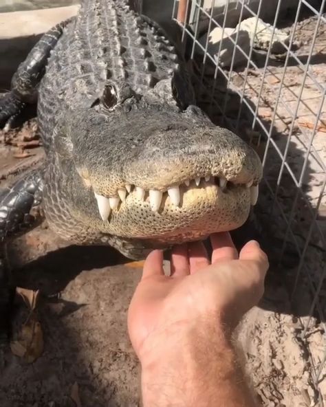 Max Strong on Instagram: “Right before we got in the water with Casper he started doing this! It’s called bellowing. As soon as he started @gatorboys_chris went over…” Silly Alligator, It’s Over, Crocodile Cute, Memes Funny Hilarious, Cat Memes Funny, Cute Reptiles, Pretty Animals, Crocodiles, Silly Animals