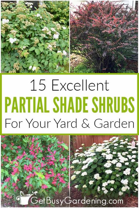 Shade Bushes, Partial Shade Perennials, Part Shade Perennials, Partial Shade Flowers, Privacy Hedges, Partial Sun Perennials, Shrubs For Landscaping, Beautiful Gardens Landscape, Shade Landscaping