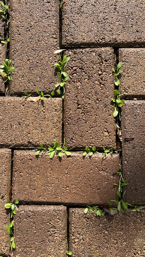 Flowers Growing Through Cracks, Plant Growing From Concrete, Plants Growing Through Cracks, Plants Growing In Cracks, Plants Growing Out Of People Art, Flower Growing Through Concrete, Plant Overgrowth, Cobblestone Walkway, Concrete Background