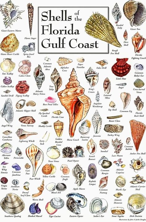 Different Types Of Sea Shells, Shell Identification Chart, Florida Shells, Sea Shell Identification Chart, Florida Seashell Identification, Dragonfly Facts, Oceans Song, Types Of Shells, Biology Facts