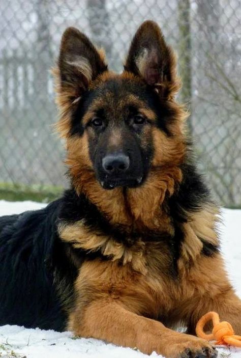 German Shepherd Side View, Angry Dog, German Shepherd Pictures, Shepherd Dog, German Shepherd Dogs, German Shepherd, Cute Animals, Dogs, Drawings