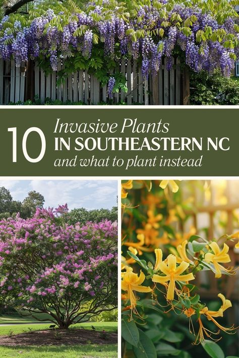 The Hidden Invaders: 10 Invasive Plants in Southeastern North Carolina North Carolina Gardens Backyards, Native Plants North Carolina, North Carolina Garden Ideas, North Carolina Landscaping Ideas, Native North Carolina Plants, Coastal North Carolina Landscaping, North Carolina Backyard Landscaping, South Carolina Plants, North Carolina Landscaping