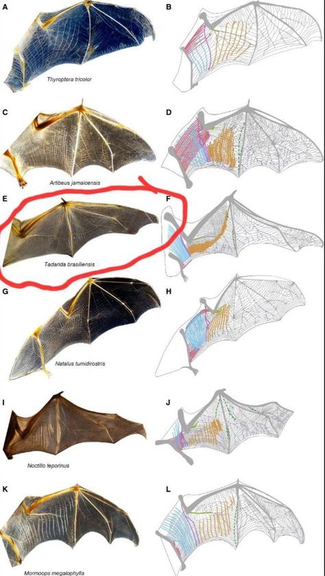 Bat Anatomy, Wing Anatomy, Dragon Anatomy, Bat Species, Wings Drawing, Fruit Bat, Cute Bat, Vampire Bat, Anatomy Reference