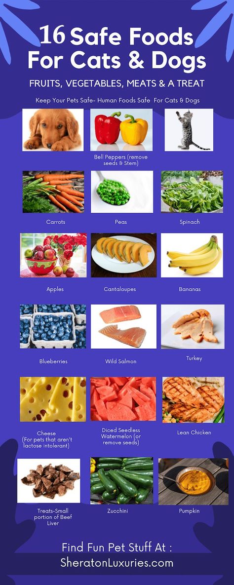 Fruits, Vegetables, And Meats Dogs & Cats Can Eat-Printable Meats Dogs Can Eat, Safe Foods For Dogs, Human Food For Cats, Foods Cats Can Eat, Fruit Dogs Can Eat, Foods For Dogs, Fruits For Dogs, Homemade Cat Food, Dog Tips