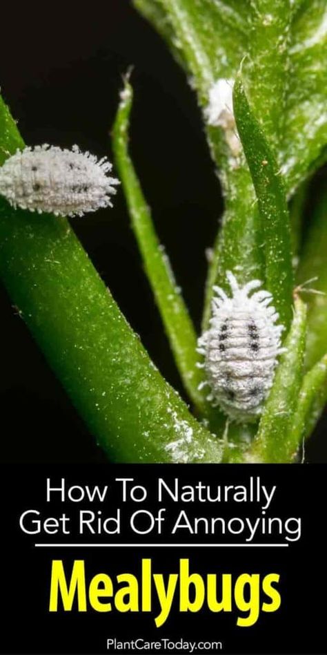 Mealybugs: [CONTROL GUIDE] How To Kill Annoying Mealy Bugs White Bugs On Plants, Slugs In Garden, Kill Bugs, Plant Bugs, Mealy Bugs, Organic Pesticide, Garden Bugs, Plant Pests, Garden Insects