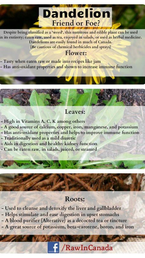 🌼 Uses For Dandelions, Dehydrating Dandelion Flowers, Dandelion Properties, Dandelion Magical Properties, Dandelion Medicinal Uses, Dandelion Greens Benefits, Dandelion Harvesting, Dandelion Tincture Benefits, Dandelion Remedies