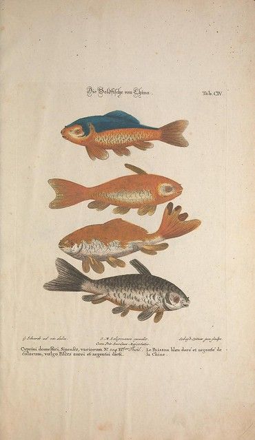 Goldfish Types, Sea Of Love, Copper Engraving, Animals Illustration, Tall Tales, Fish Illustration, Natural Curiosities, Rare Birds, Water World