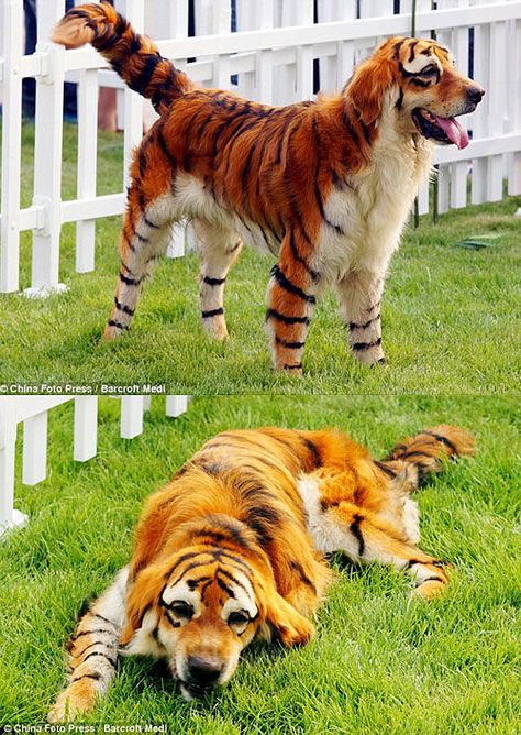 funny dog tiger dyed hair Goat Playground, Dog Dye, Animal Dress Up, Creative Grooming, Cool Pics, Hypoallergenic Dogs, Raining Cats And Dogs, Puppies And Kitties, Most Asked Questions